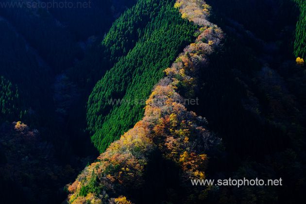 奈良　ナメゴ谷