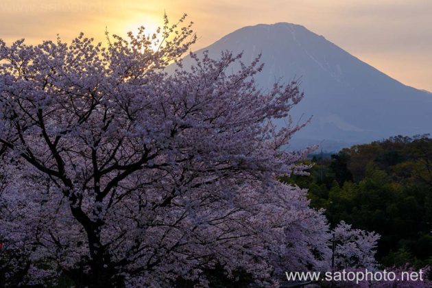 大山と桜