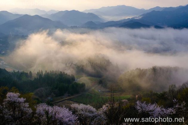 夜久野高原の桜