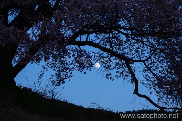 桜と満月