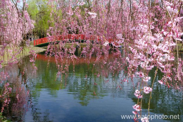 湯沢中央公園の桜