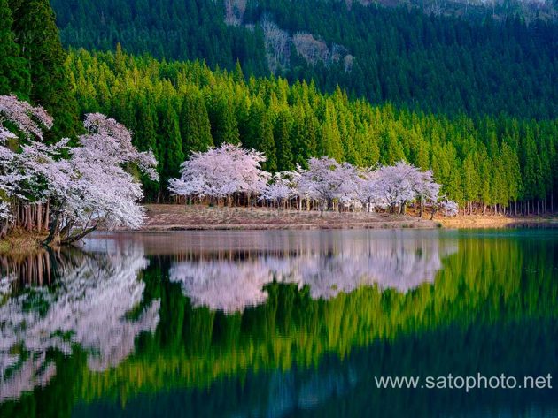 中子の桜