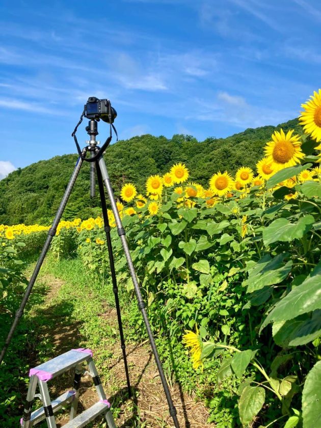 三ノ倉高原のひまわり畑